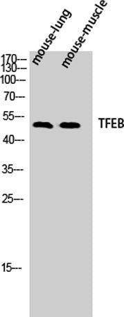 TFEB rabbit pAb