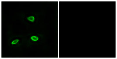 Olfactory receptor 52N1 rabbit pAb