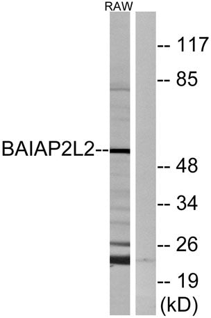 BAIAP2L2 rabbit pAb