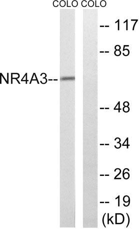 NOR-1 rabbit pAb