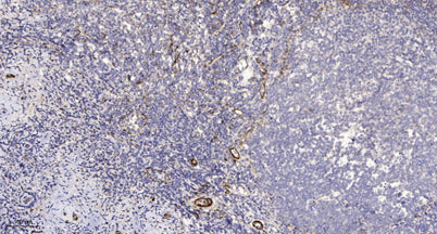 Rab11-FIP1 rabbit pAb