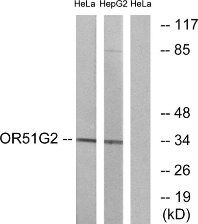 Olfactory receptor 51G2 rabbit pAb