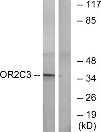 Olfactory receptor 2C3 rabbit pAb