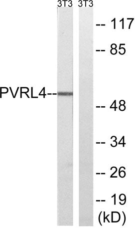Nectin 4 rabbit pAb