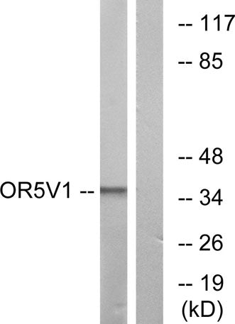 Olfactory receptor 5V1 rabbit pAb