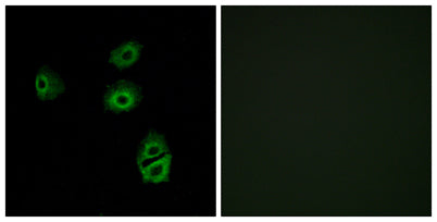 Olfactory receptor 2B2 rabbit pAb