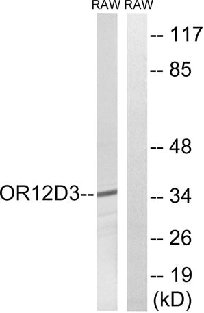 Olfactory receptor 12D3 rabbit pAb