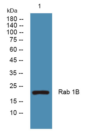 Rab 1B rabbit pAb