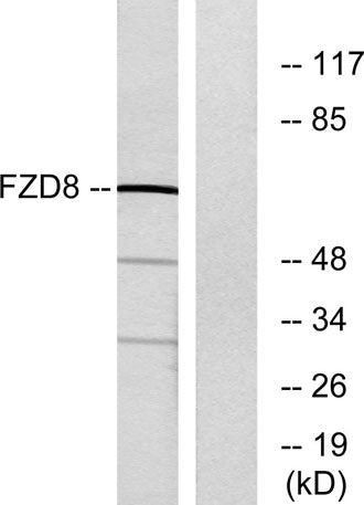 Frizzled-8 rabbit pAb