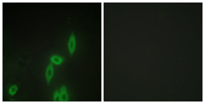 Protocadherin-11 rabbit pAb