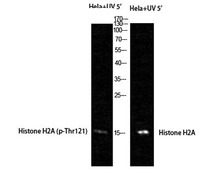 Histone H2A (phospho Thr121) rabbit pAb