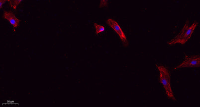 Cleaved-Caspase-1 p20 (D210) rabbit pAb