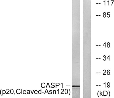 Cleaved-Caspase-1 p20 (N120) rabbit pAb