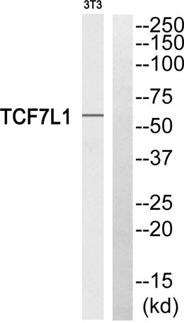 TCF-3 rabbit pAb