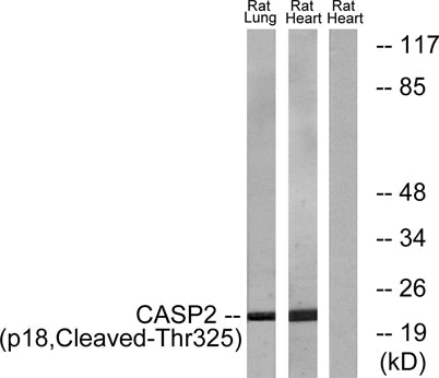 Cleaved-Caspase-2 p18 (T325) rabbit pAb