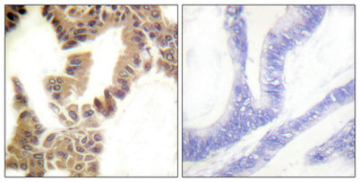 Caspase-2 (phospho Ser157) rabbit pAb
