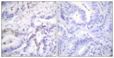 Histone H3 (phospho Thr3) rabbit pAb