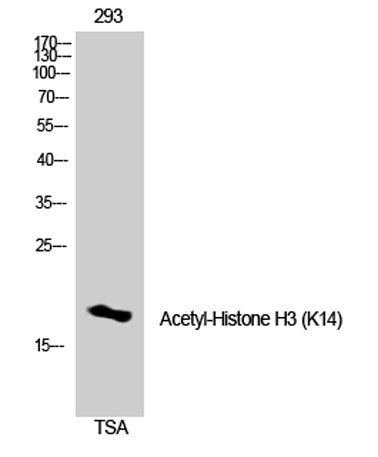 Histone H3 (Acetyl Lys14) rabbit pAb