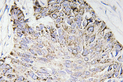 Caspase-4 rabbit pAb