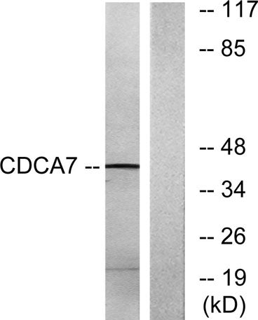 CdcA7 rabbit pAb