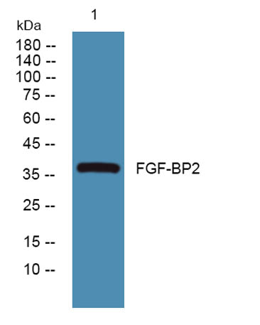 FGF-BP2 rabbit pAb