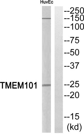 TMEM101 rabbit pAb