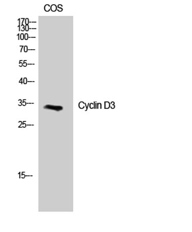 Cyclin D3 rabbit pAb