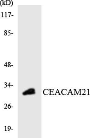 CEACAM21 rabbit pAb