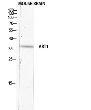 CD296 rabbit pAb