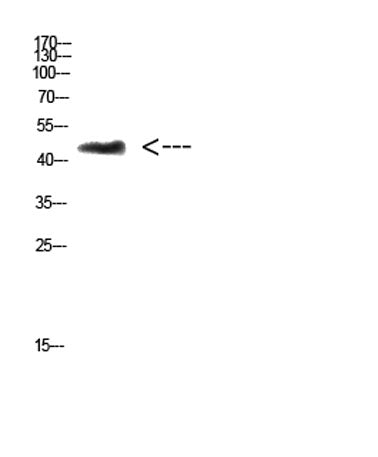 CHID1 rabbit pAb