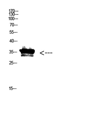 Pan myristoylation  rabbit pAb