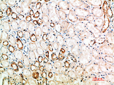 CD152 rabbit pAb