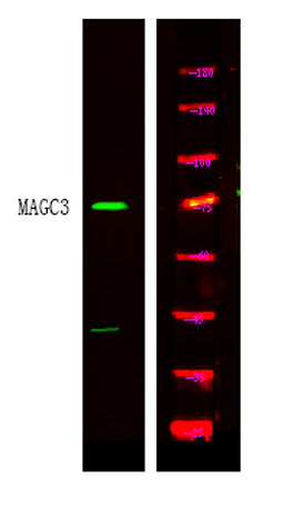 MAGC3 rabbit pAb