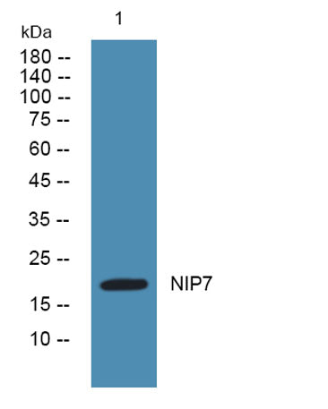 NIP7 rabbit pAb