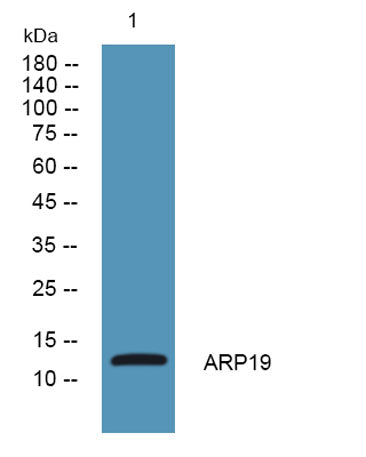 ARP19 rabbit pAb