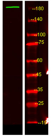 UBP54 rabbit pAb
