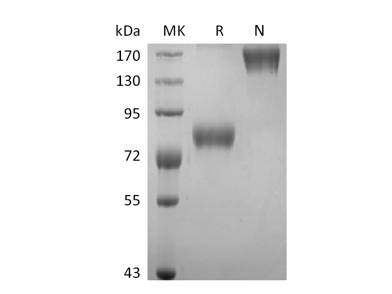 Recombinant Human CD19 (C-Fc)