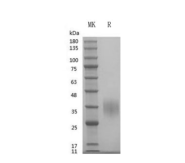GMP Recombinant Human EPO
