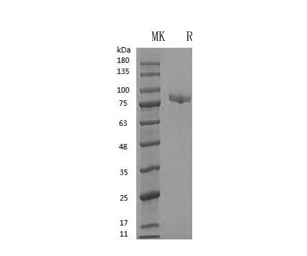 GMP Recombinant Human Transferrin