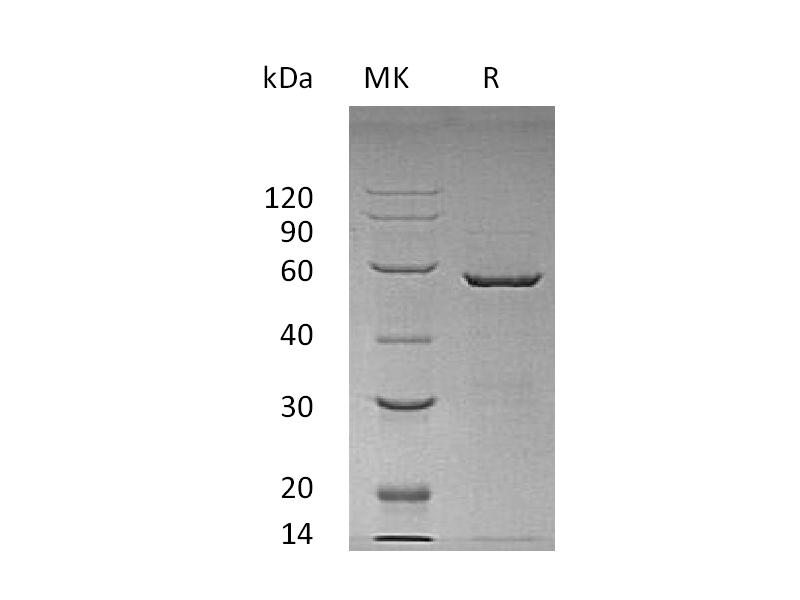 Recombinant Human YWHAE (N-GST)