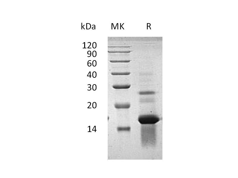 Recombinant Human AREG