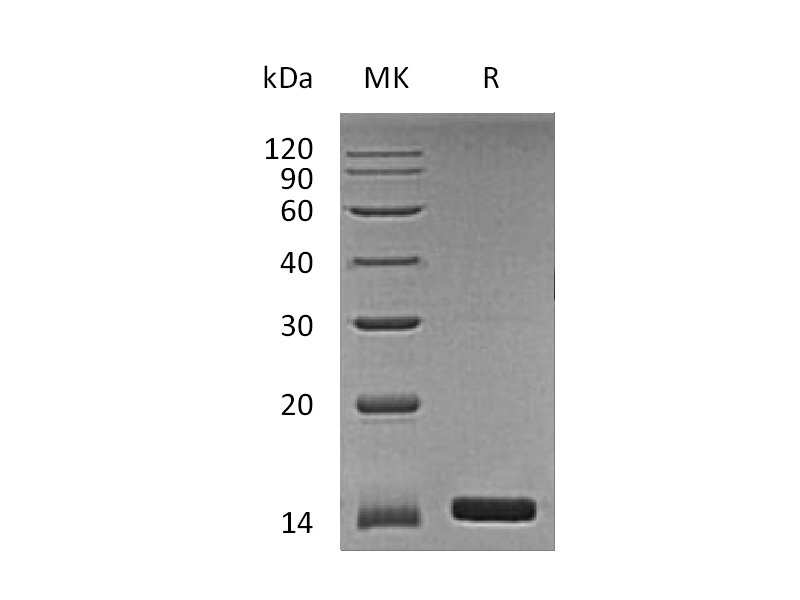 Recombinant Human ANG