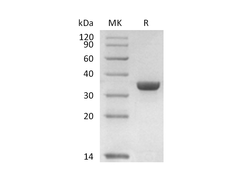 Recombinant Human ANXA1