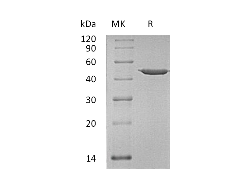 Recombinant Human ANXA7
