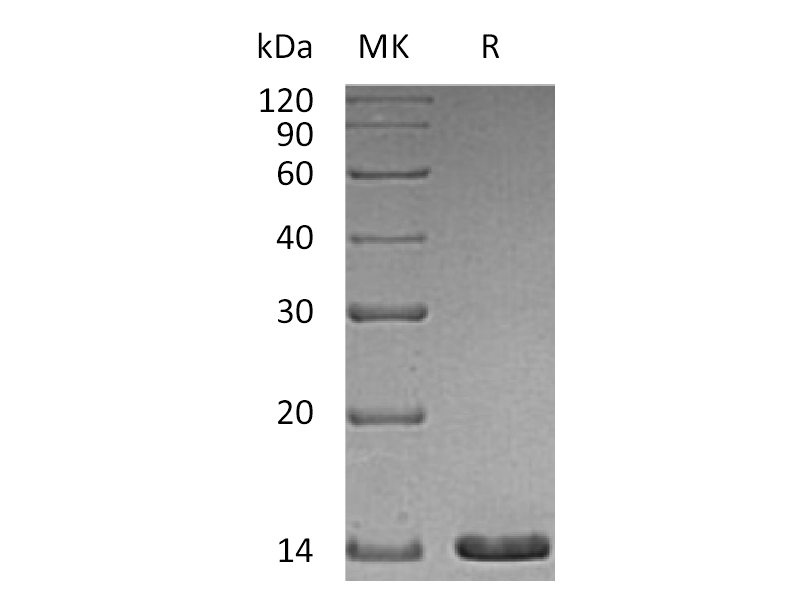 Recombinant Human Artemin