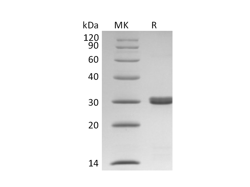 Recombinant Human Bcl-xL (C-6His)