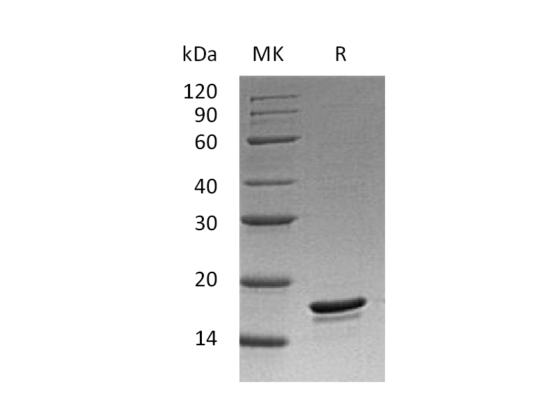Recombinant Human Bc1-w (C-6His)
