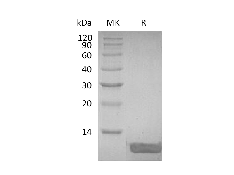 Recombinant Human DEFB4