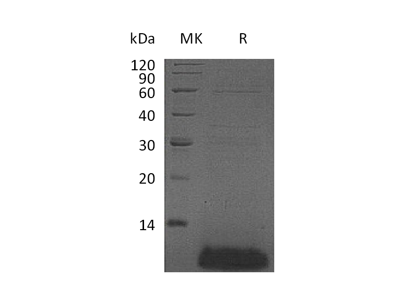 Recombinant Human DEFB4A
