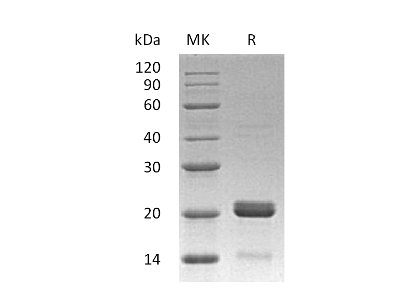 Recombinant Human BID